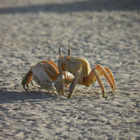 Musandam beaches
